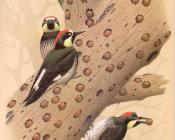 威廉 齐默曼 : Acorn Woodpecker
